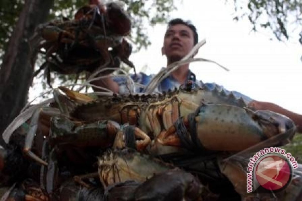 Meningkatkan pendapatan dengan kepiting bakau