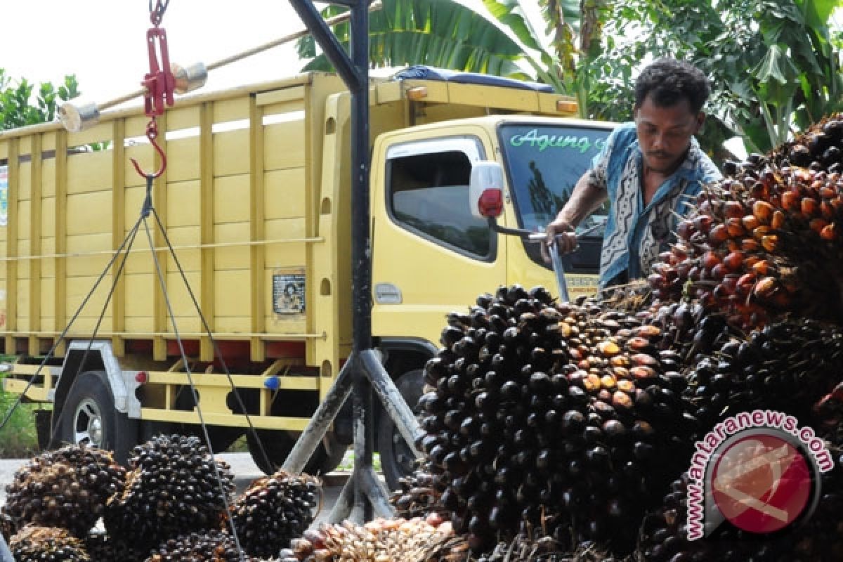 Produksi Sawit Lampung Turun Tajam