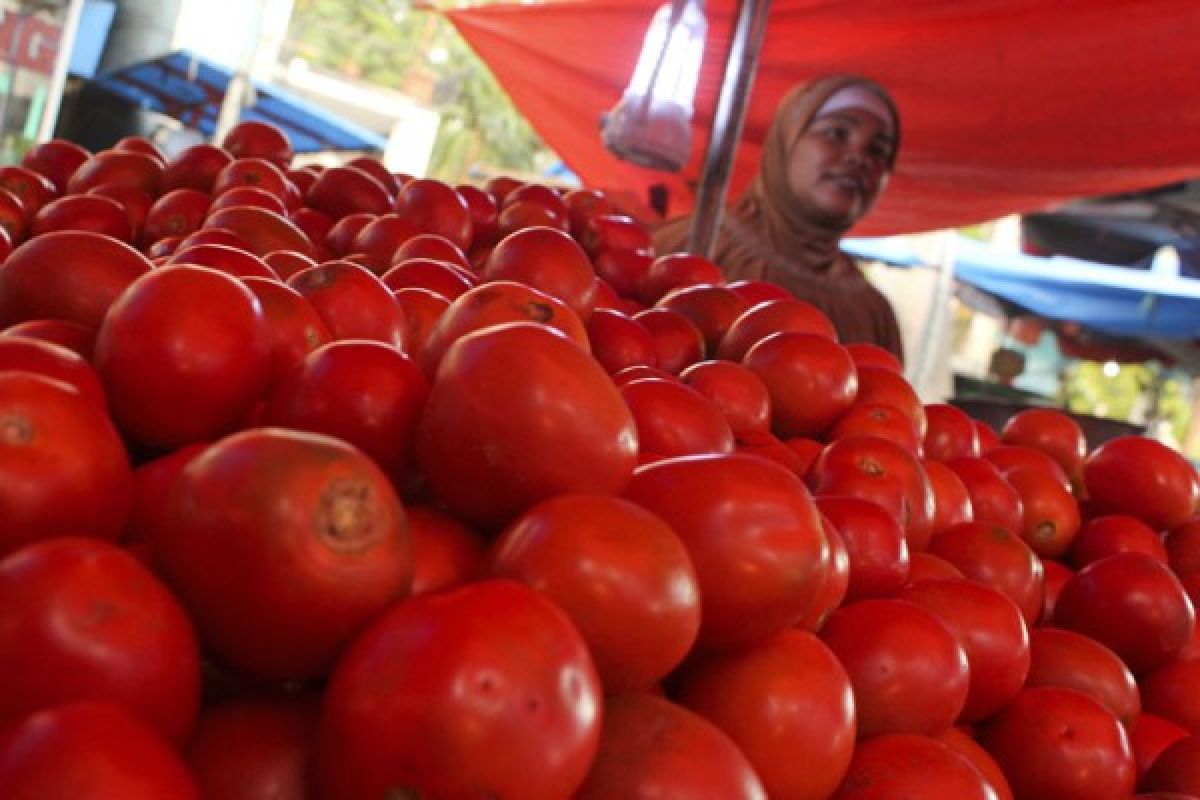 Dinilai tak berharga petani Gayo biarkan tomat tak dipanen dan membusuk di batang