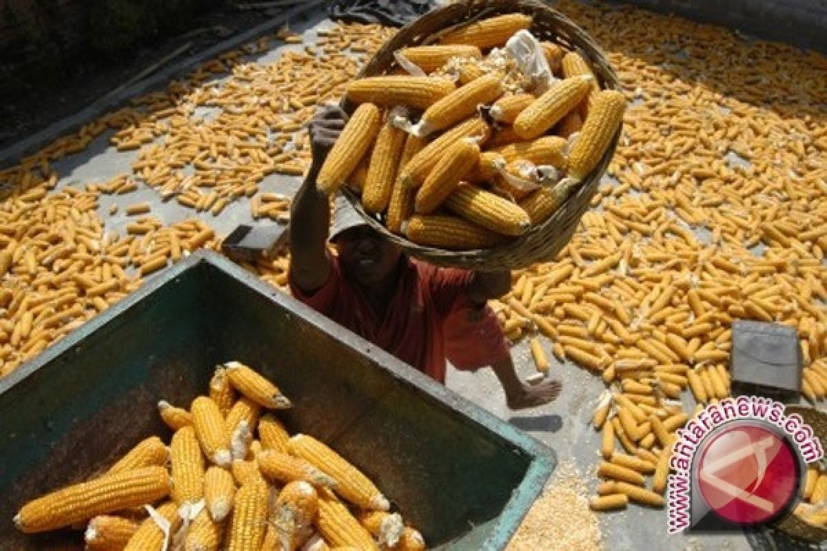  Petani Bengkayang Keluhkan Hama Serang Kebun Jagung