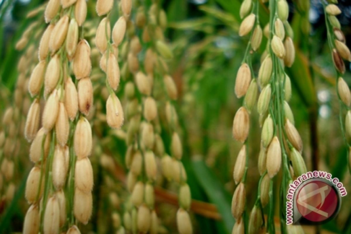 Petani Jambi pertahankan varietas padi lokal