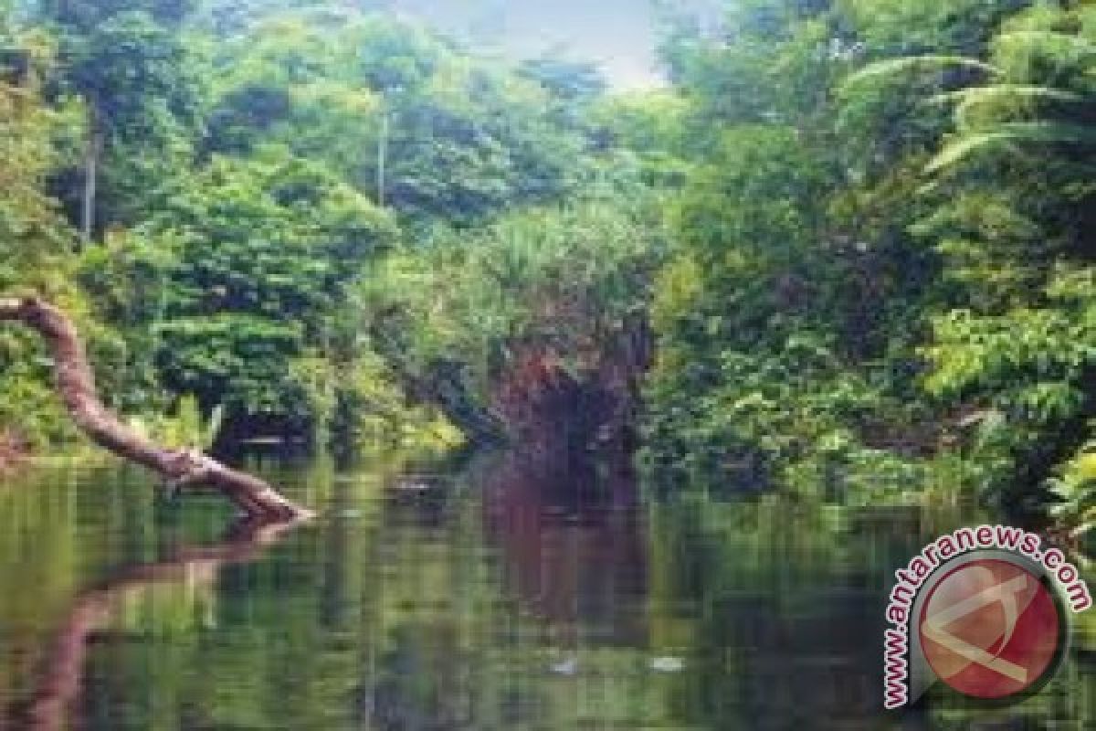 Jambi has largest community forest in Indonesia