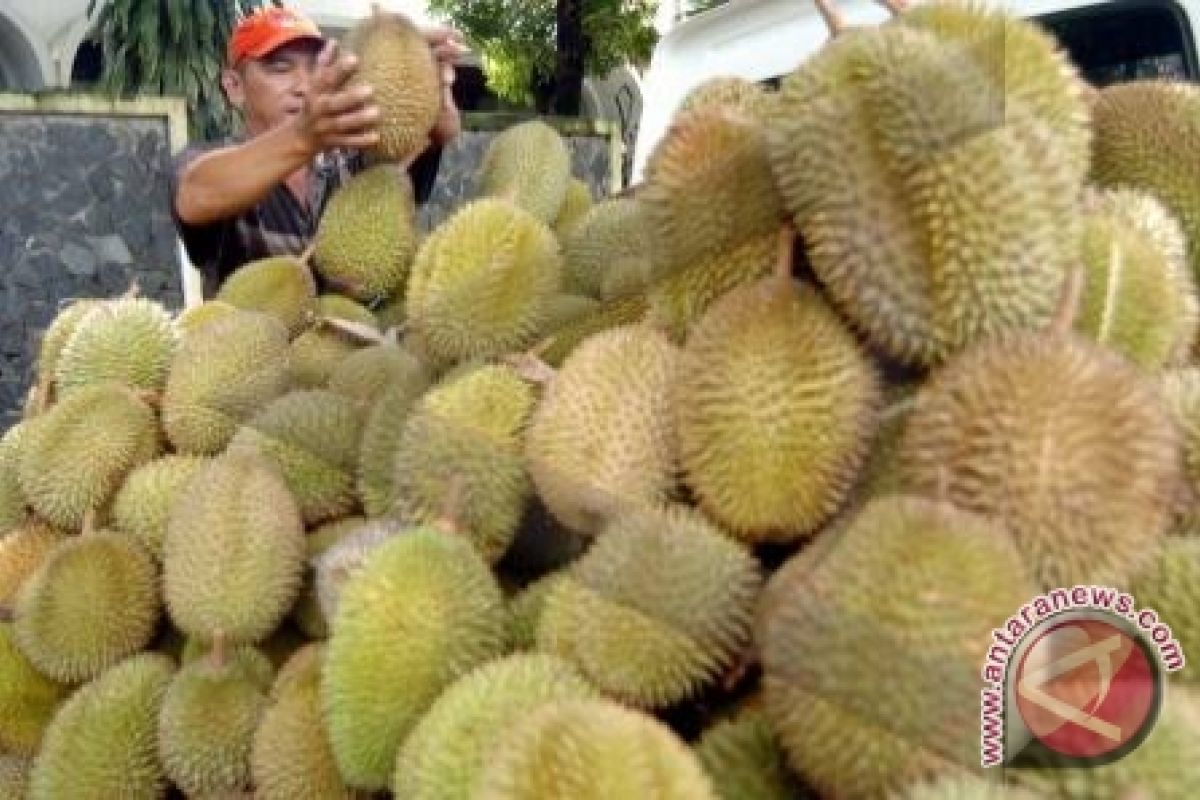 Omzet pedagang durian turun akibat musim penghujan