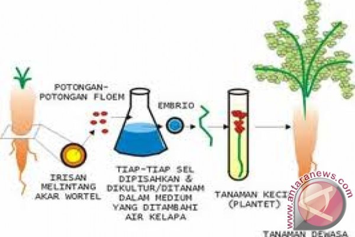 Bioteknologi dorong produktivitas pertanian