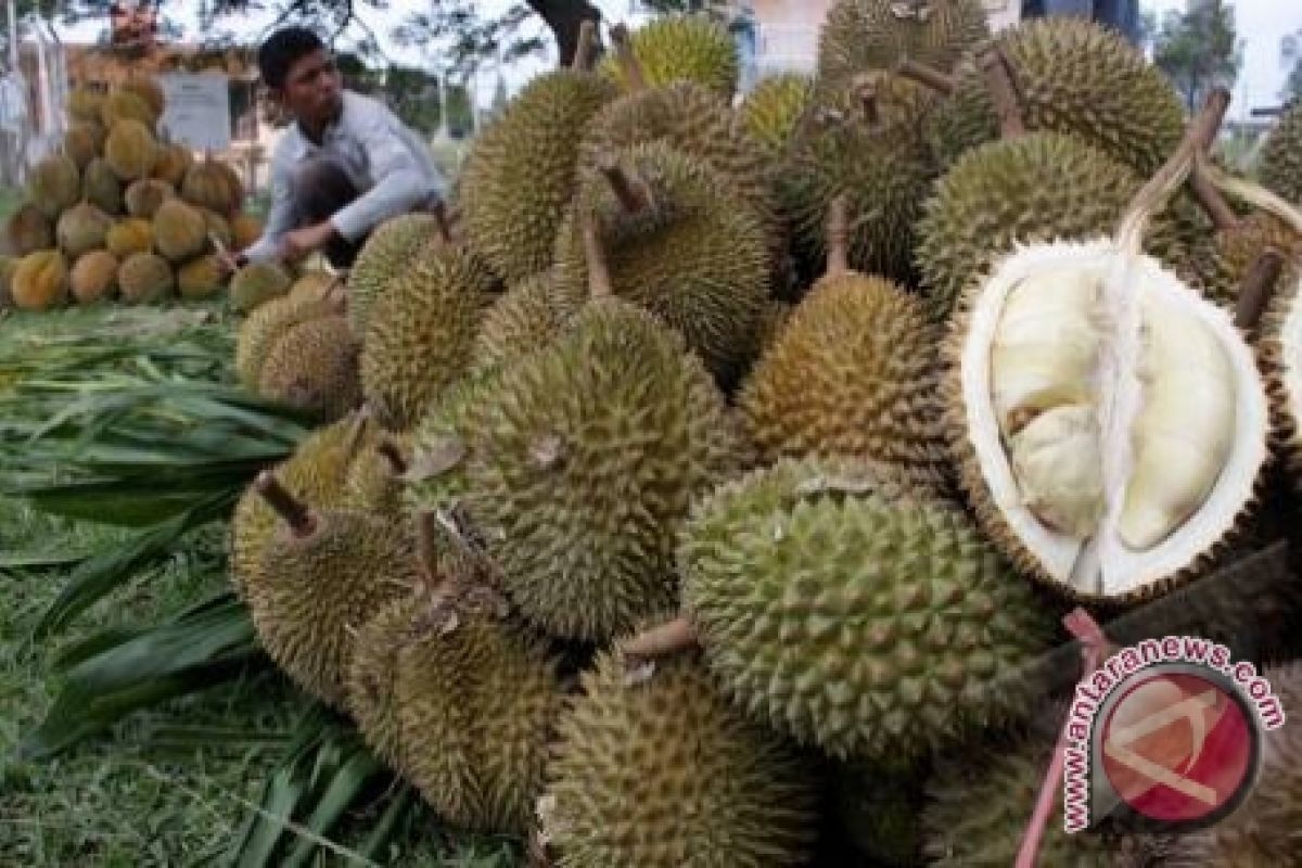 Buah durian Bangka "banjiri" Kota Palembang 