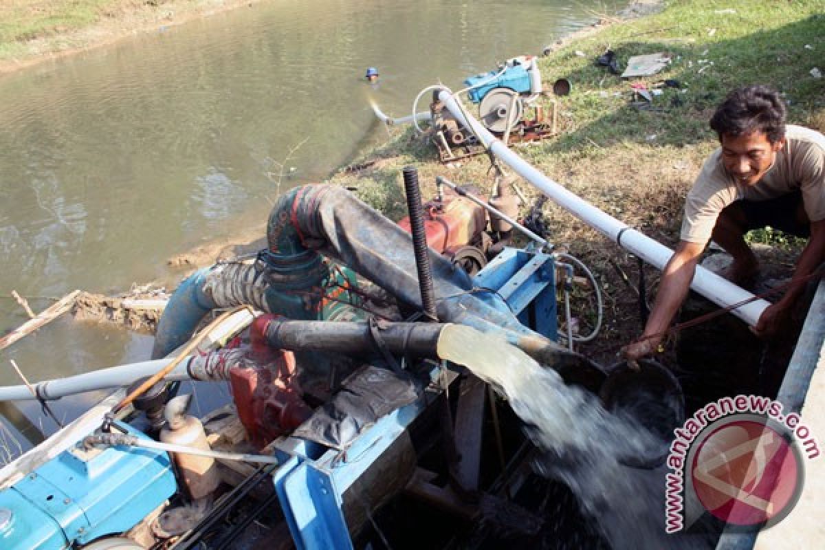 16 hektare sawah Karawang gagal panen akibat virus rumput