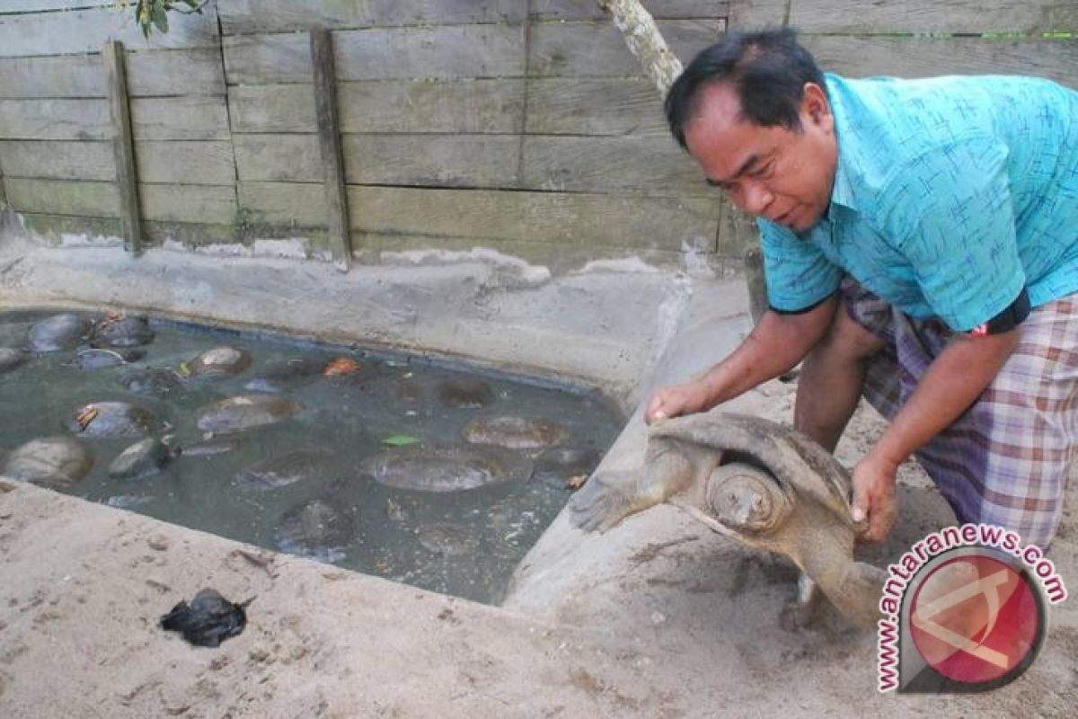 Pecinta Lingkungan itu kini Berbudidaya Bulus