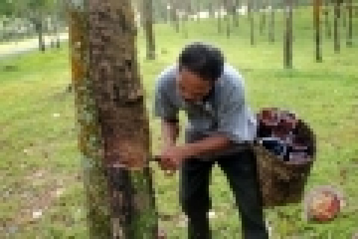 Rubber Care Team to Improve Quality in Tabalong