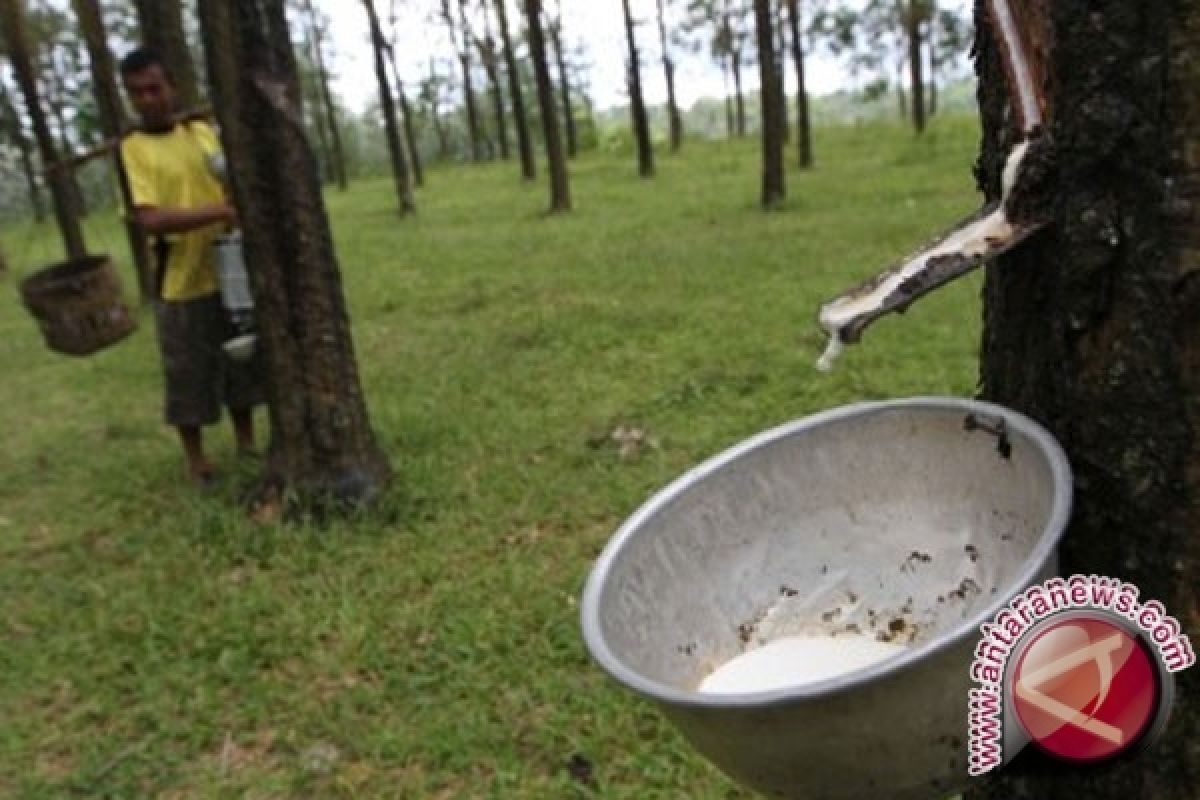 Pemkab Sintang Rencanakan Kebun Karet Rakyat 10.000 Ha