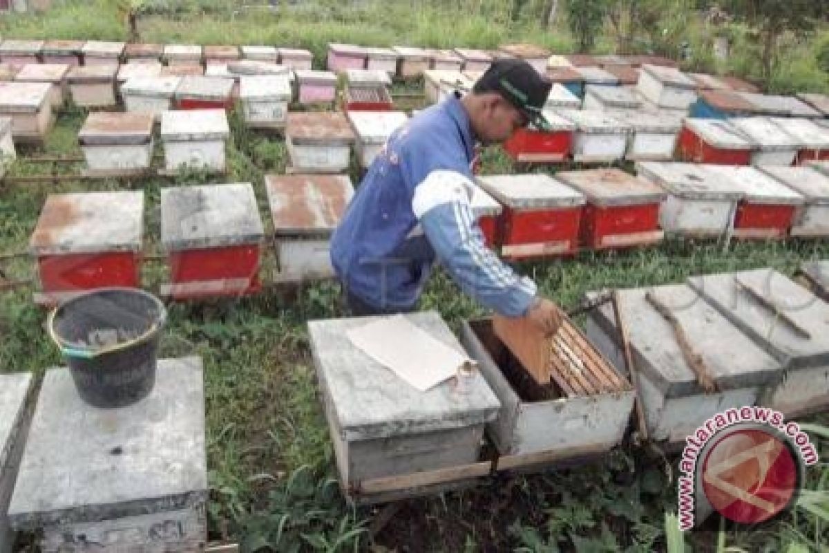 Produksi madu di Lombok Utara anjlok