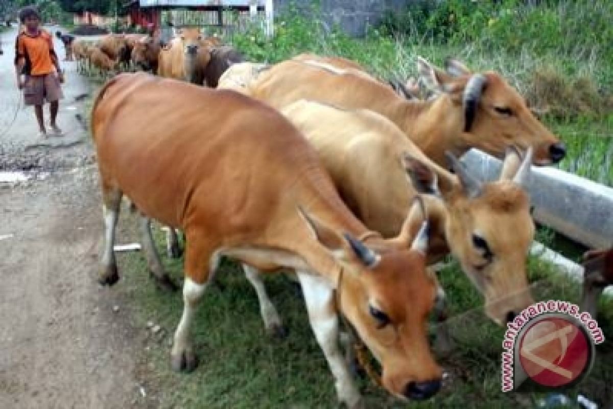 Nelayan manfaatkan pantai jadi ladang penggembalaan sapi