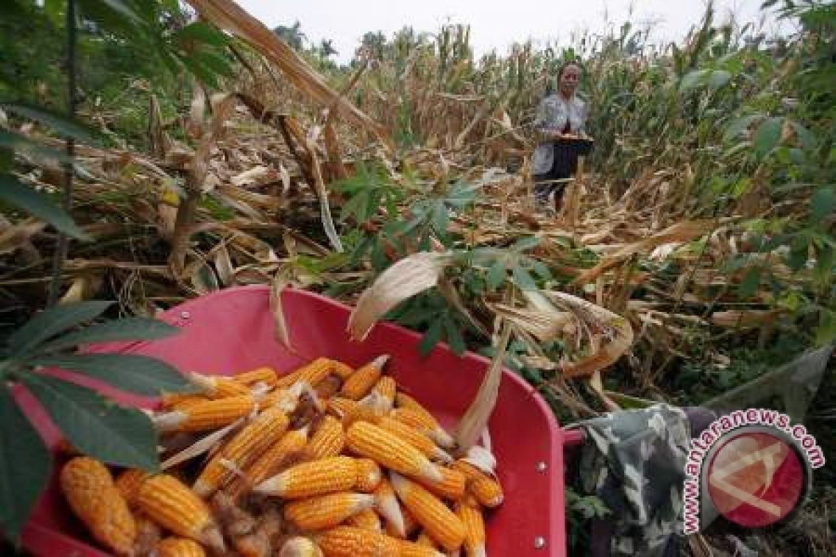 Menanti Geliat Jagung Sulteng Pascaintervensi Japfa Comfeed 