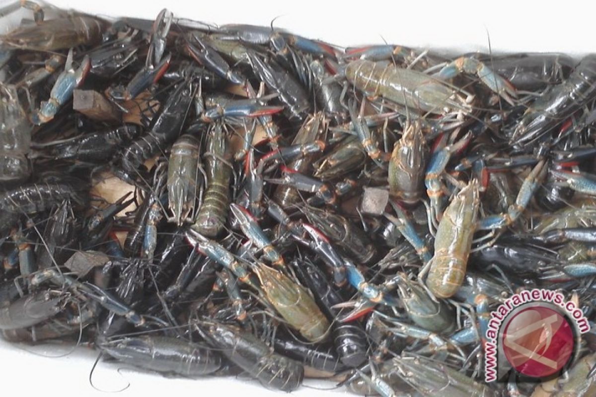Petani Ikan Desa Kapur Budidayakan Lobster