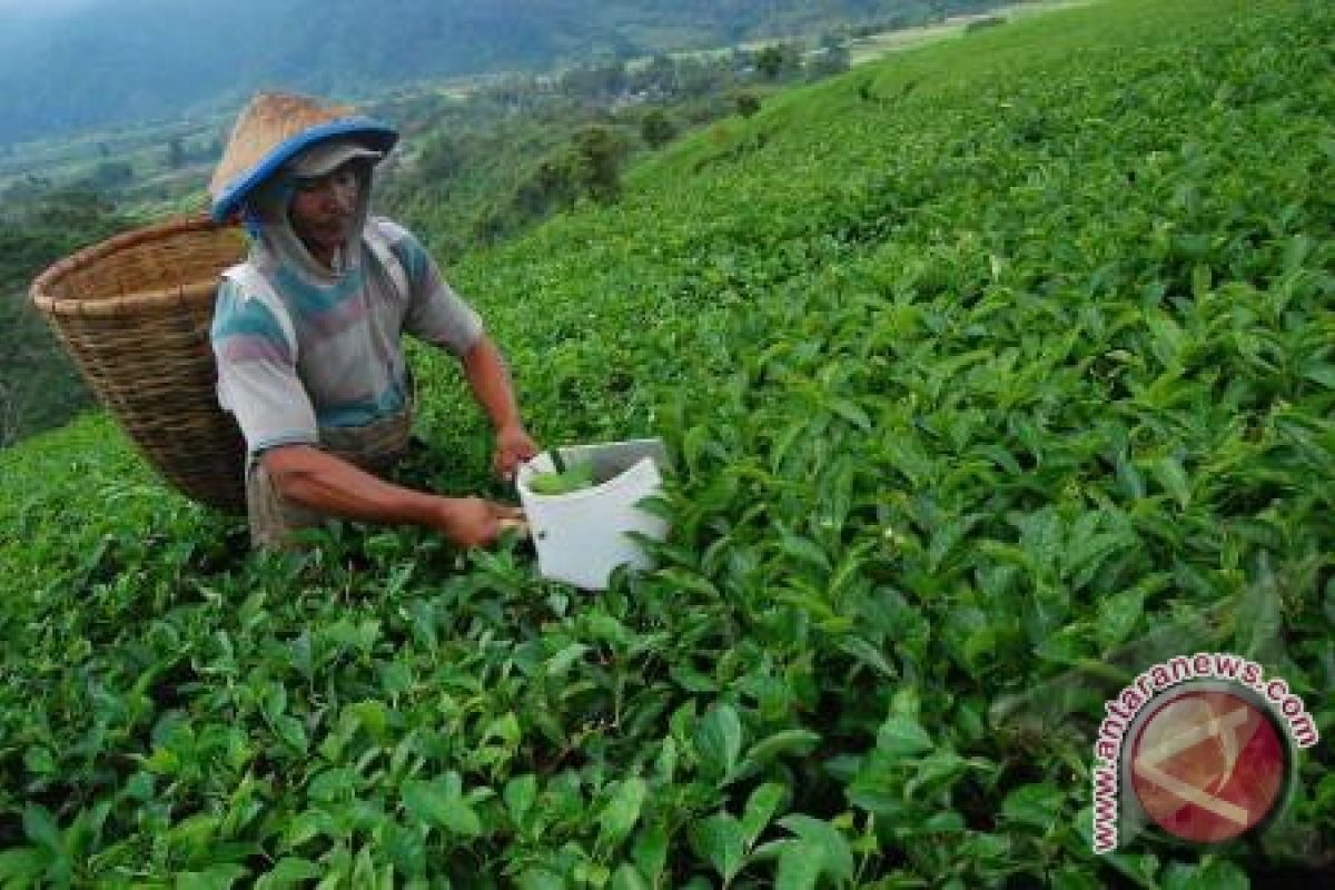 Inggris Akui Teh Indonesia Berkualitas Tinggi