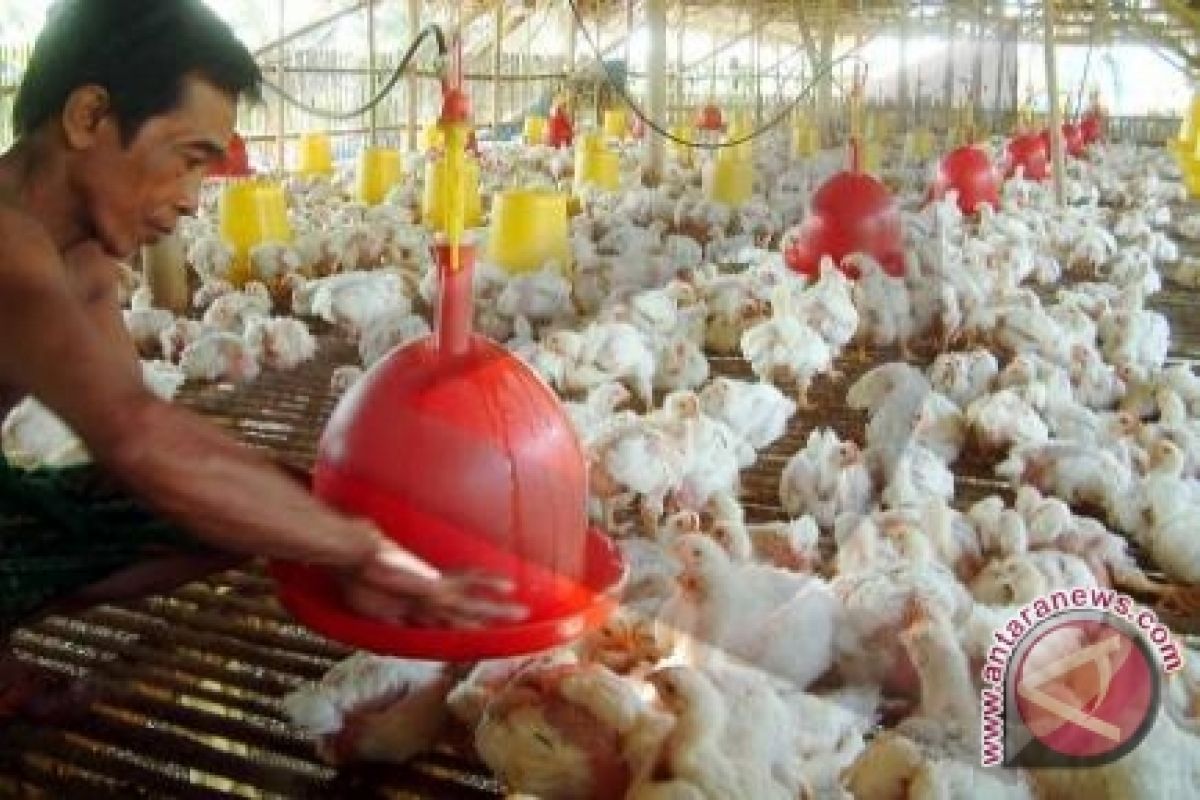 Pemkot berikan bantuan ribuan bibit ayam ternak