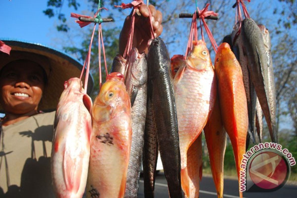 Ikan gurame bisa diganti dengan nila