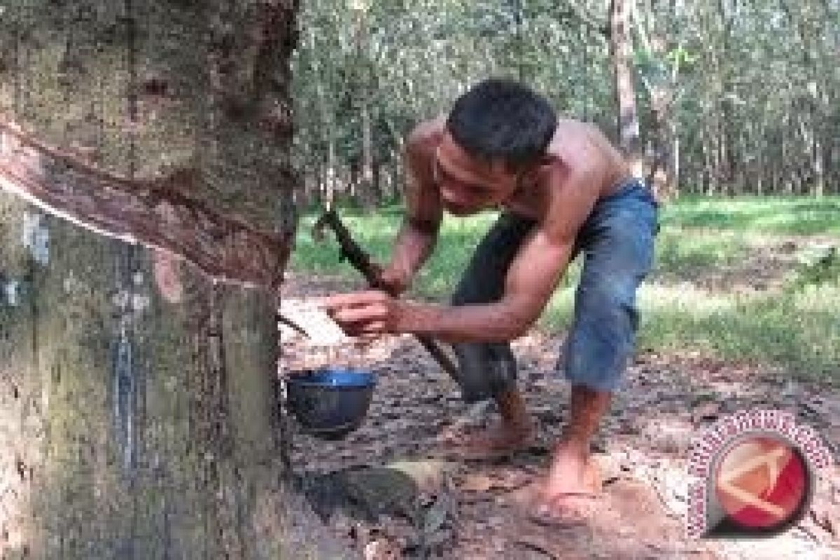 Petani Morowali Utara Keluhkan Harga Karet Tidak Menentu