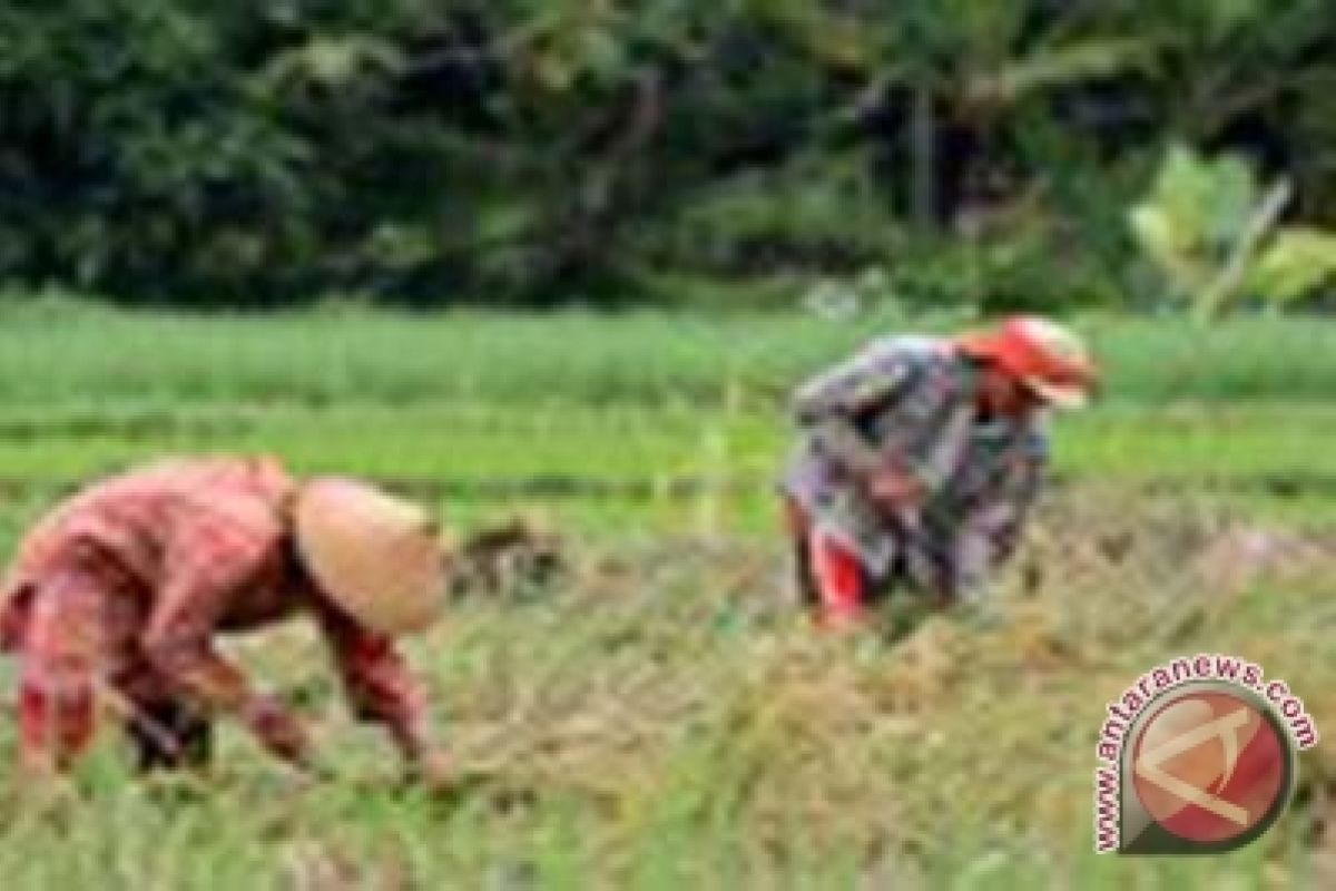 Bupati : wisata Minapadi wujud interaksi sejumlah sektor 