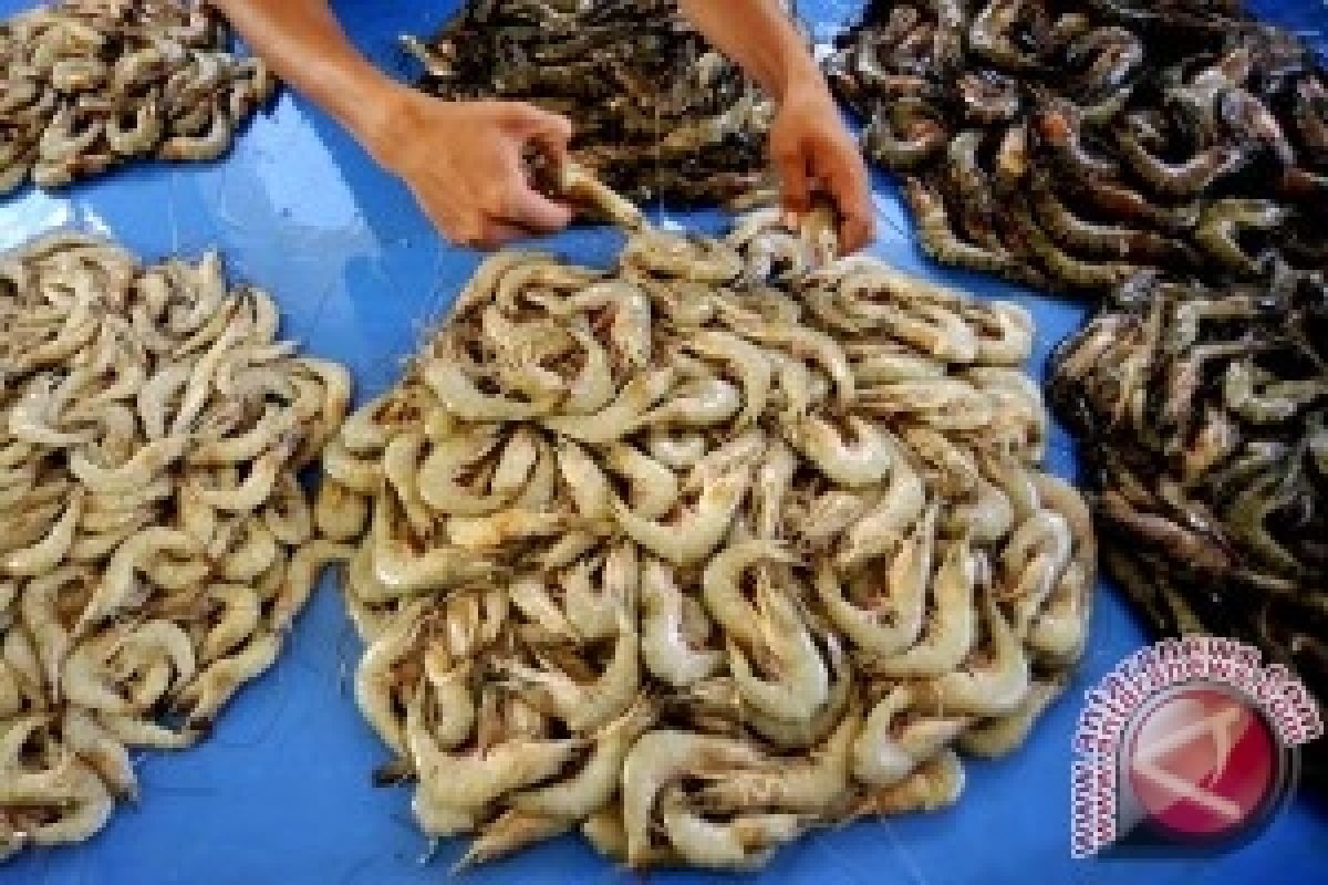 Harga udang putih di Singkawang Rp60.000/kg 