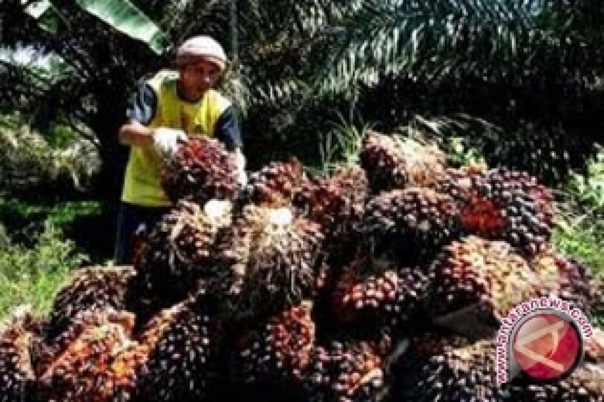 Harga CPO di Jambi naik senilai Rp111/Kg