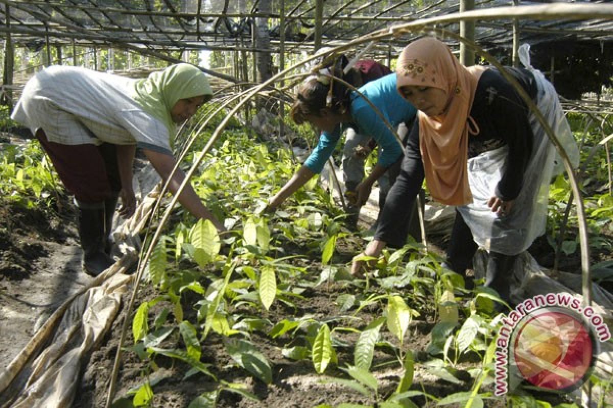 W Sulawesi provincial government to maximize use of cacao plantations