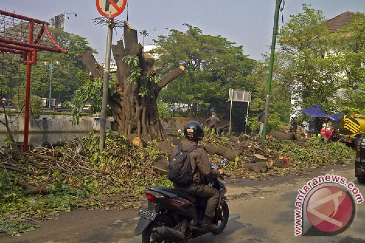 Ribuan pohon di Jakarta Utara akan dipangkas