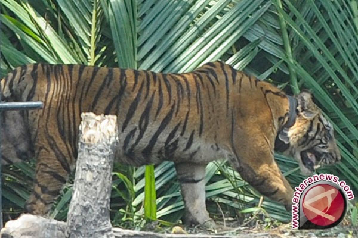 Harimau keluar hutan akibat kebakaran  Riau