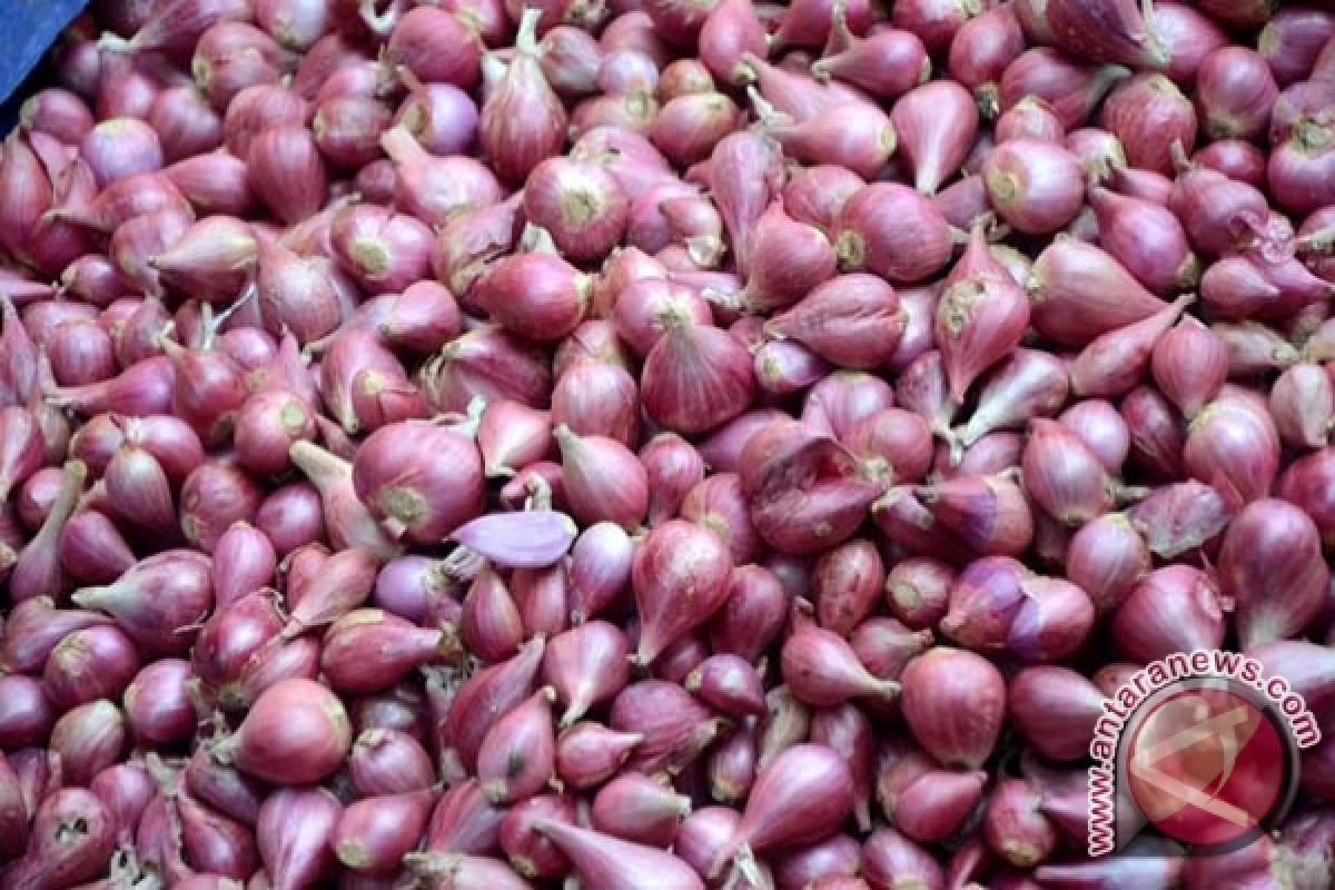 Musim penghujan naikkan harga bawang 