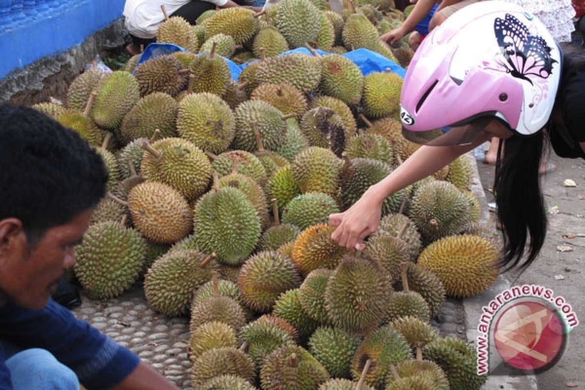 Durian lokal banjiri kota bengkulu 