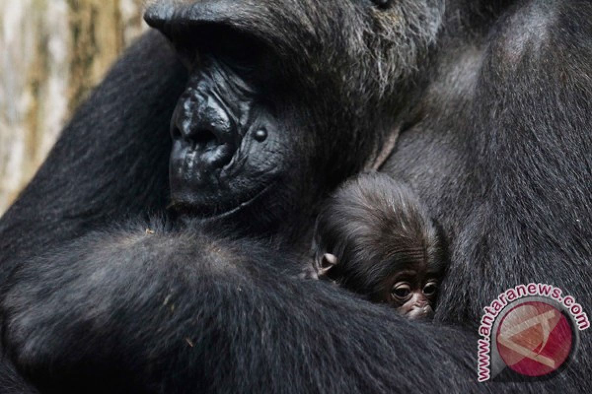 Bayi gorila dilahirkan lewat operasi sesar langka di Inggris