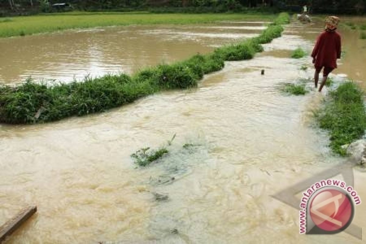 Banjir Rusak Puluhan Hektare Padi