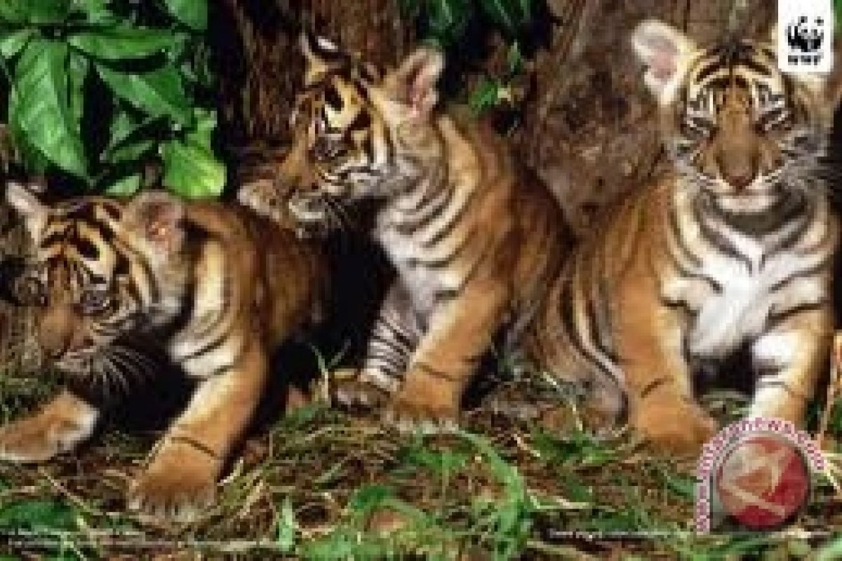 Perilaku Sepasang Harimau Sumatera Tertangkap Kamera Jebak TNBBS