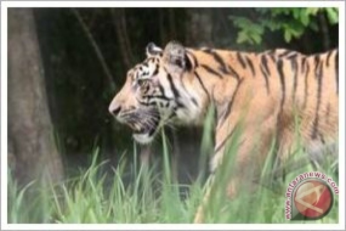 KLHK gandeng UNDP pulihkan populasi harimau sumatera