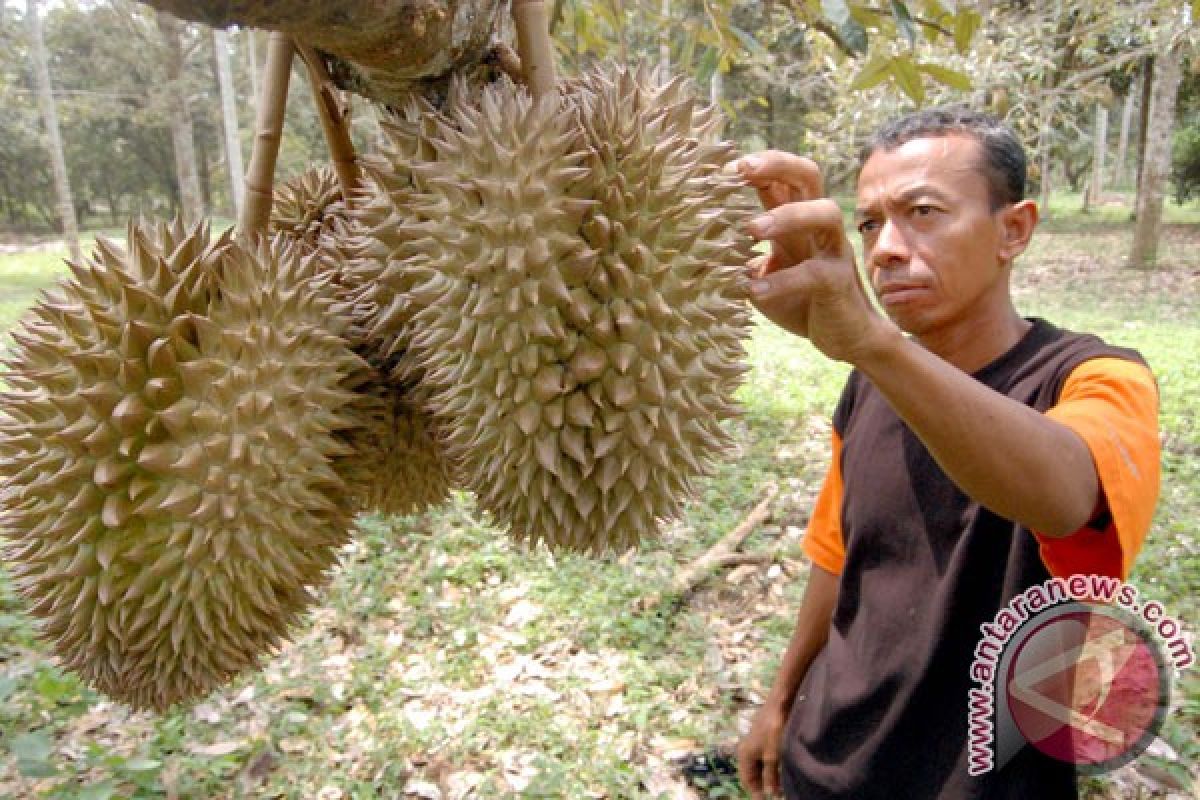 Kebun buah Nglanggeran berbuah 2,5 tahun lagi