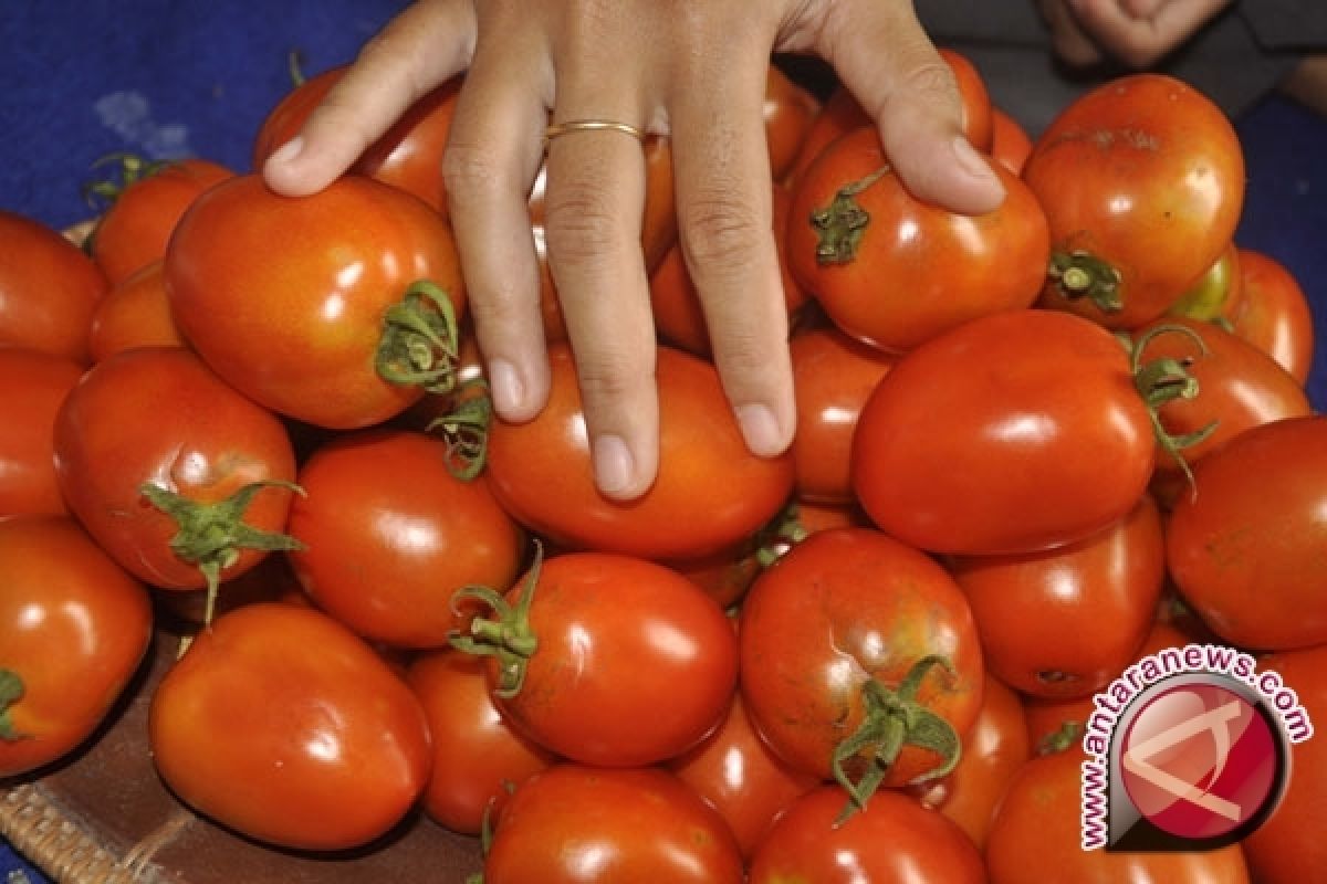 Musim Hujan, harga tomat di Manado naik