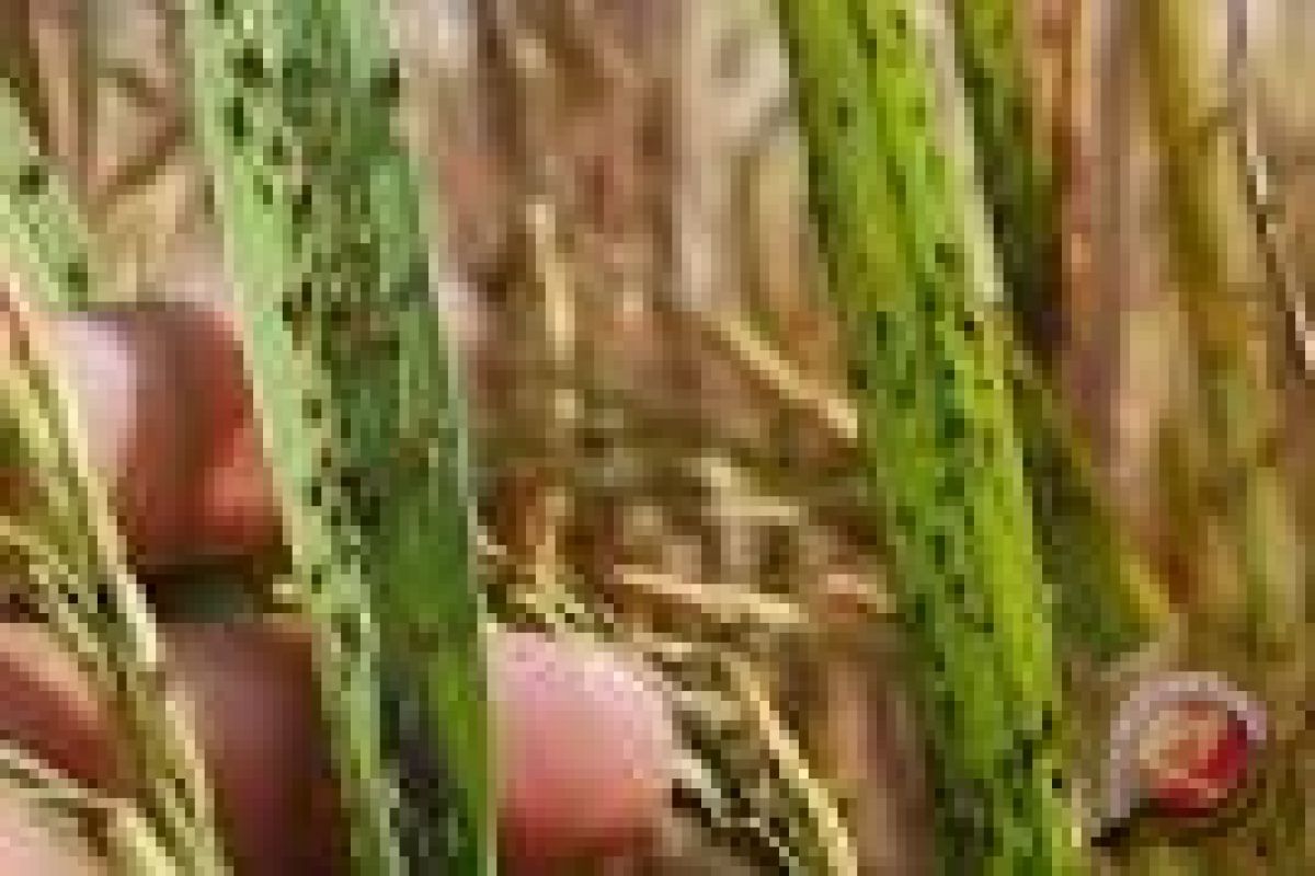 Petani lakukan penyemprotan massal pestisida kendalikan wereng 