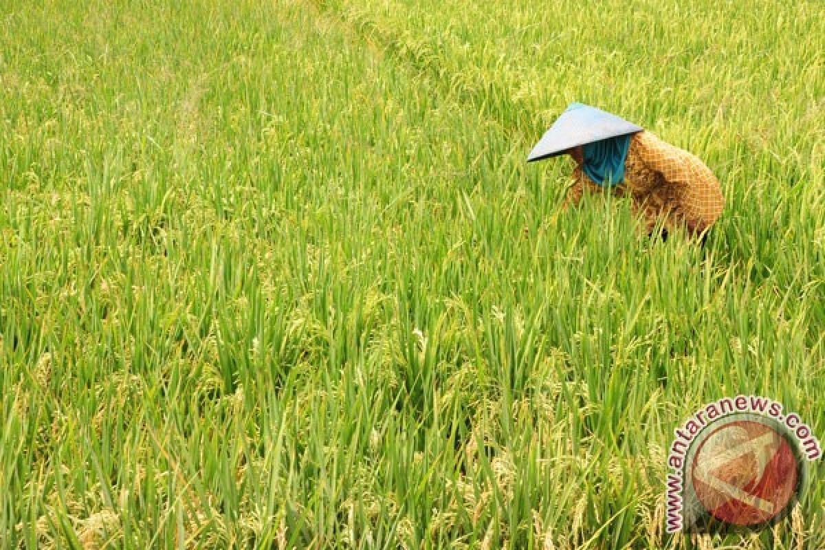 Bappebti kemendag sosialisasikan "SRG" kepada petani Bogor