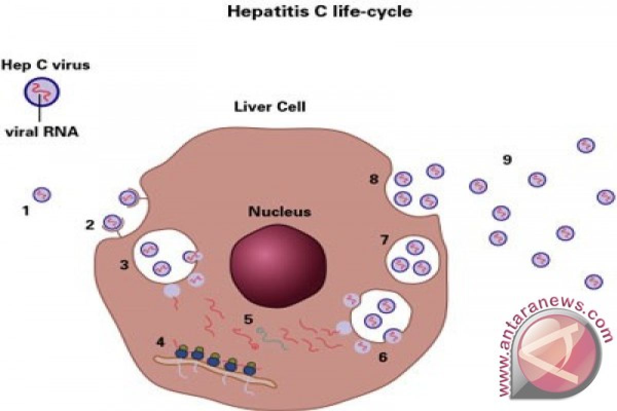 Tak semua penderita hepatitis B harus konsumsi obat
