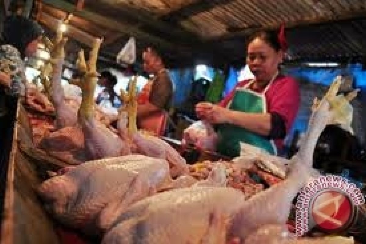 Harga Daging Ayam Di Bantul Mulai Turun - (d)