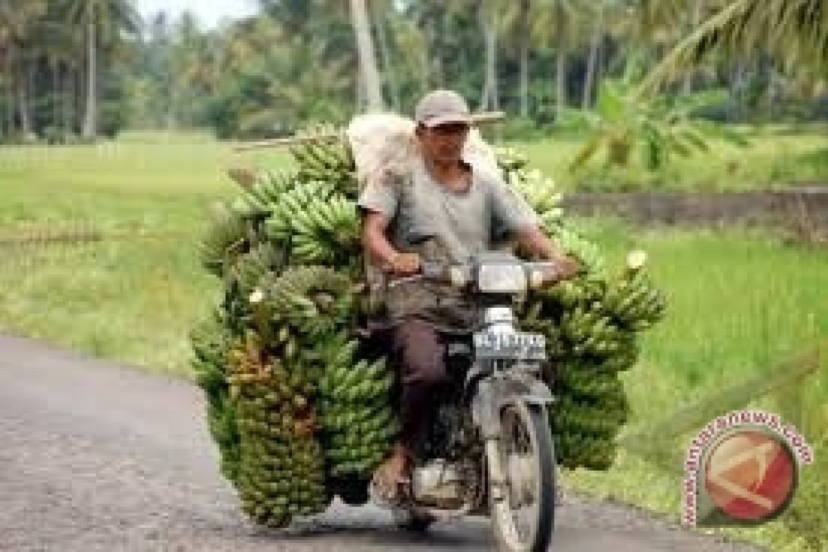 Pedagang buah pisang selama Ramadhan laris