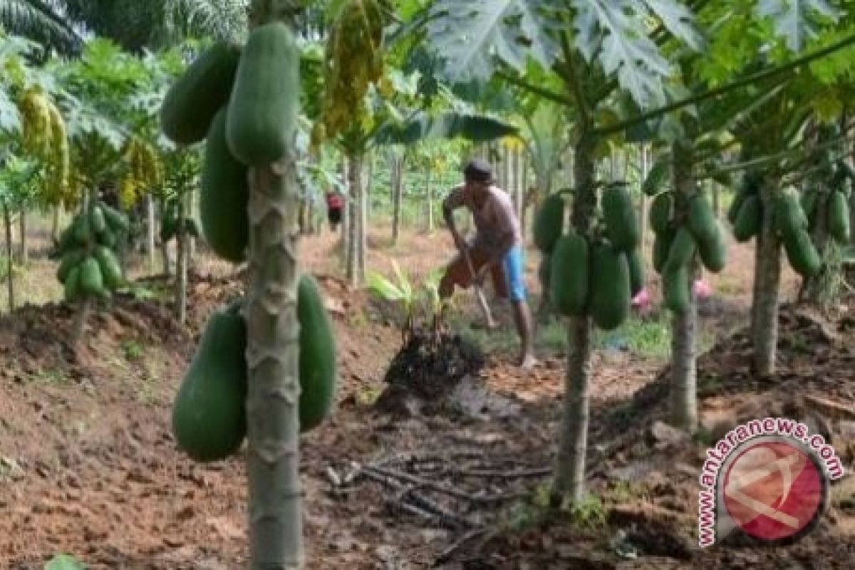 Warga budidayakan tanaman pepaya kalifornia