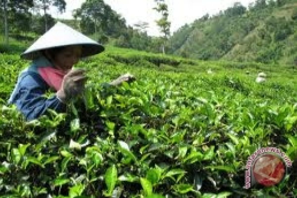 Pemkab bangun tempat istirahat Kebun Teh Nglinggo-Tritis 