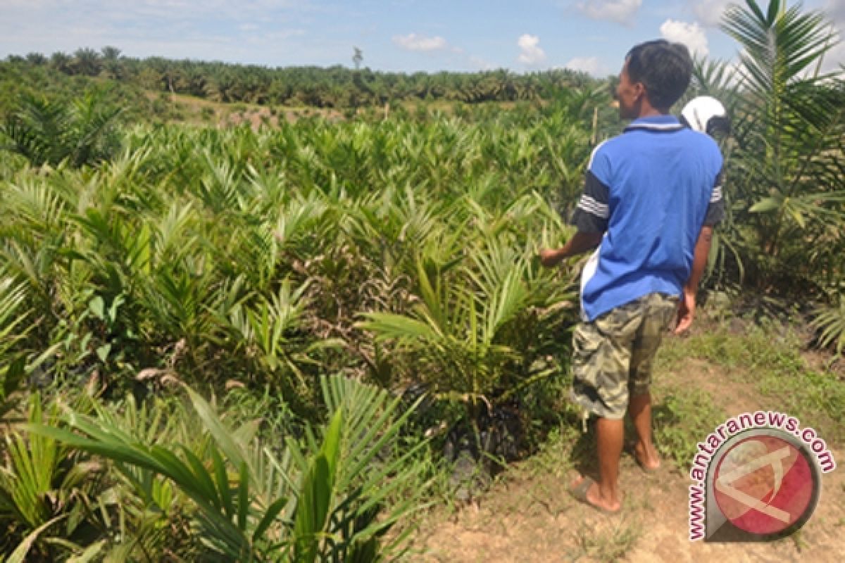 Sawah Jadi Perkebunan Sawit