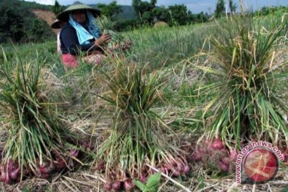 Petani Lore Panen Raya Bawang Merah 