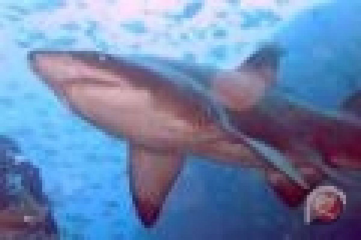 Turis Jerman diserang hiu akhirnya meninggal