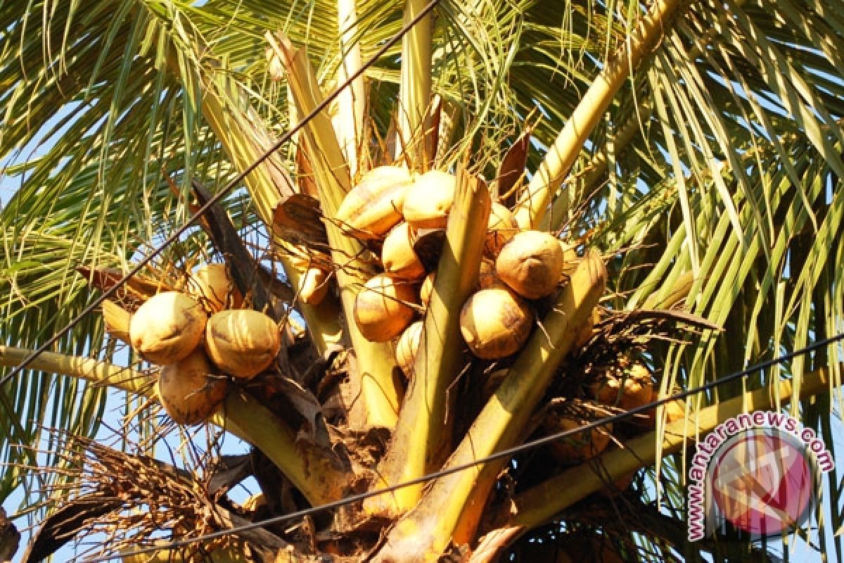 Hama kumbang serang tanaman kelapa di Sangihe