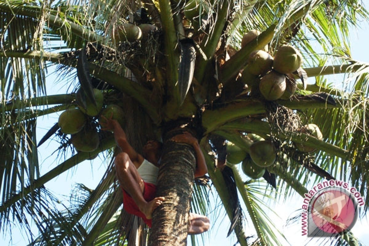Pedagang buah kelapa muda di Palembang bermunculan 