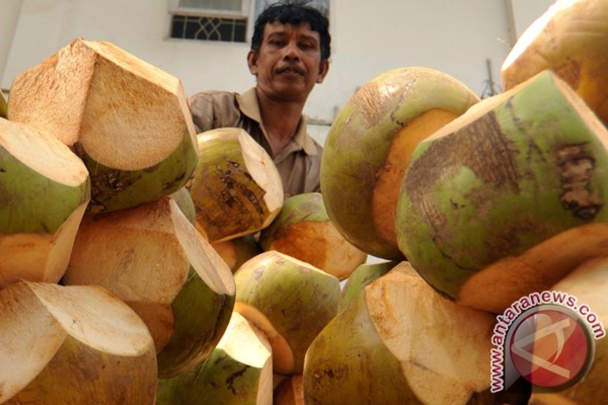 Kelapa bakar menu berbuka di Aceh Barat