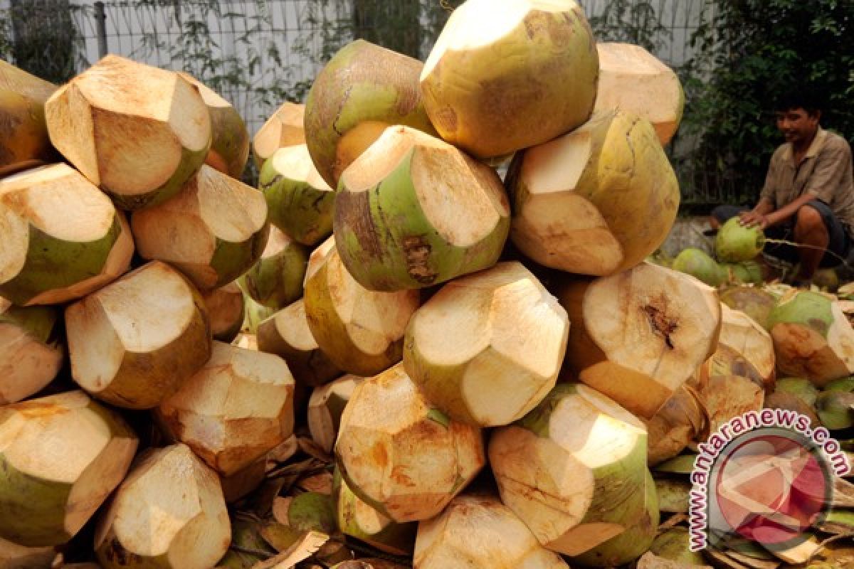 Kelapa muda laris untuk buka puasa