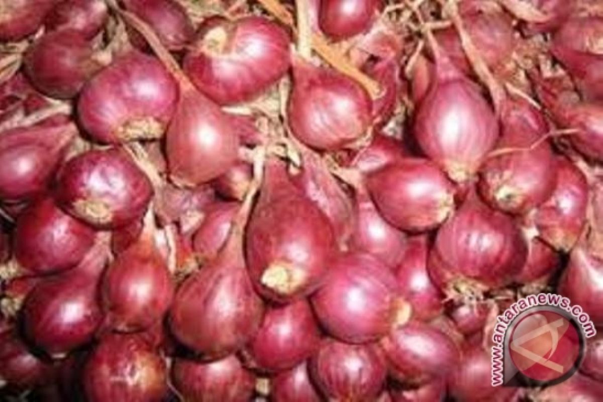 Harga bawang merah kembali merangkak naik